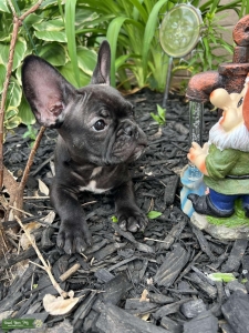 French bulldog  Listing Image