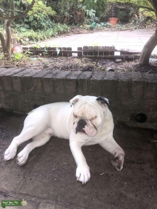 Old English Bulldog Listing Image