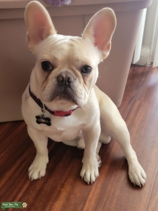 Cream fawn Listing Image