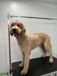 F1b goldendoodle stud Listing Image