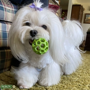 Looking to breed Listing Image