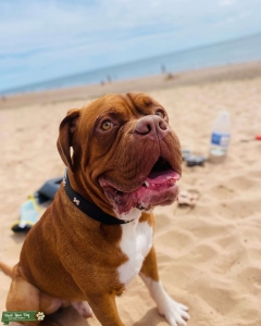 Stud dog - ddb x boxer  Listing Image