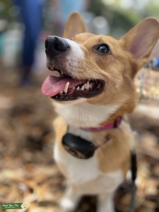 Sweetest red corgi Listing Image