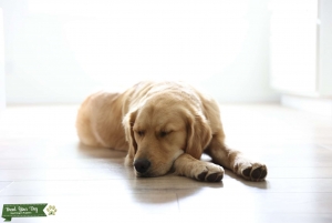 Golden Retriever stud Listing Image