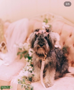 Salt n` Pepper Miniature Schnauzer  Listing Image