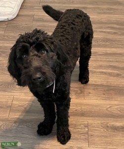 Black Goldendoodle Listing Image