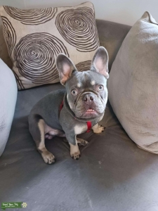 French Bulldog Stud Service  Listing Image