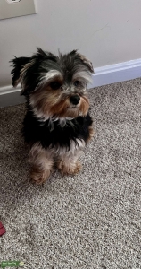 PURE BREED TEACUP BLACK/TAN YORKSHIRE  Listing Image