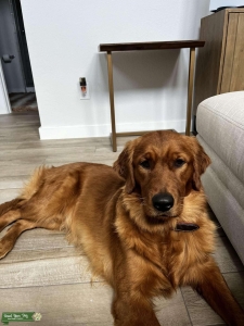 Akc Golden Retriever Saint Listing Image