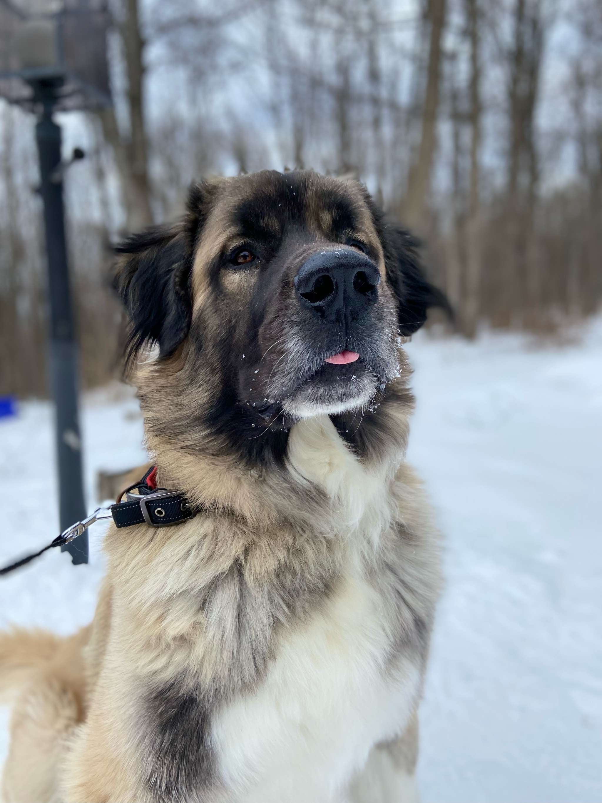 Great Pyrenees St Bernard Hybrid St Bernard Bernese Mountain Dog
