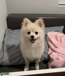 Male Pomeranian Dog Stud Listing Image