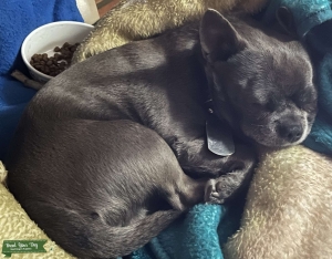 100% Purebred, Proven, Rare Russian Blue! Listing Image