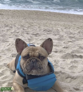 Stud French Bulldog Listing Image