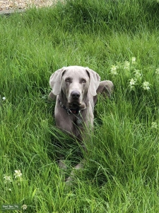 Weimaraner stud dog Listing Image