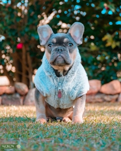 Stud Looking for a Mate Listing Image