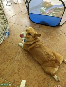 Welch Pembroke Corgi Listing Image