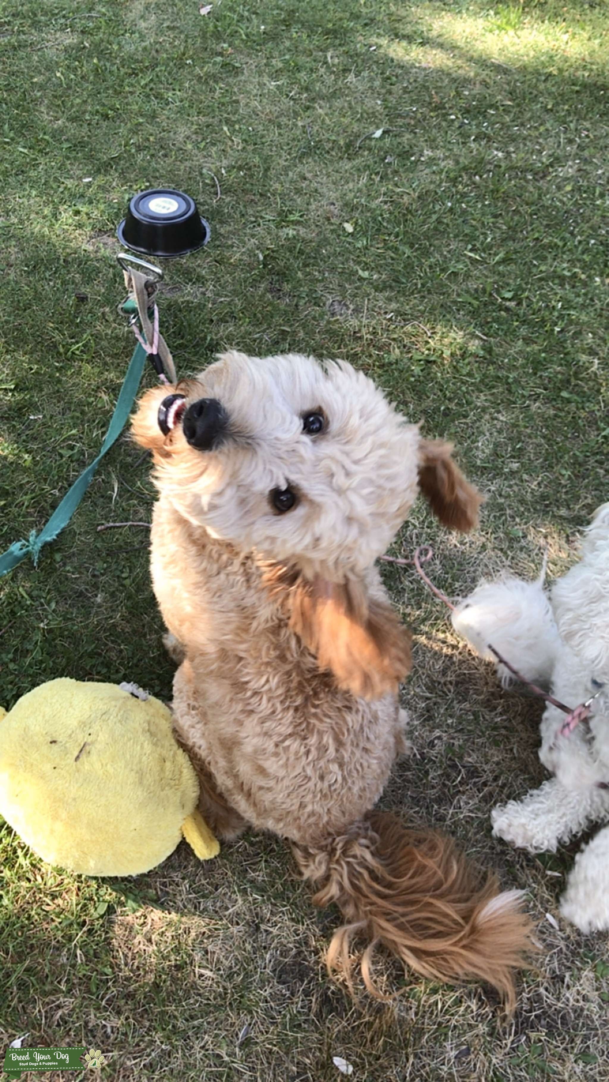 45 lbs Mini Goldendoodle - Stud Dog in Utica, NY, the United States