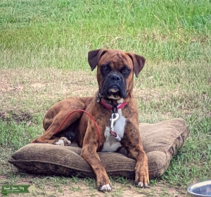 AKC Registered Brindle Boxer Stud Listing Image