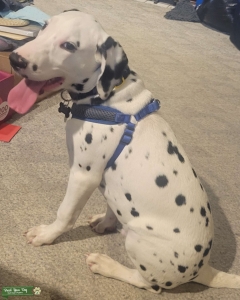 Dalmatian male Listing Image