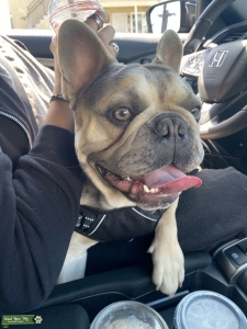 Blue French Bulldog with Tan Points Listing Image