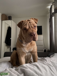 Tan-Sharpei X American bully x Mastiff Listing Image