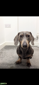 Beautiful Blue & Tan Dachshund for STUD only Listing Image