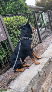 Pure Bred German Rottweiler  Listing Image