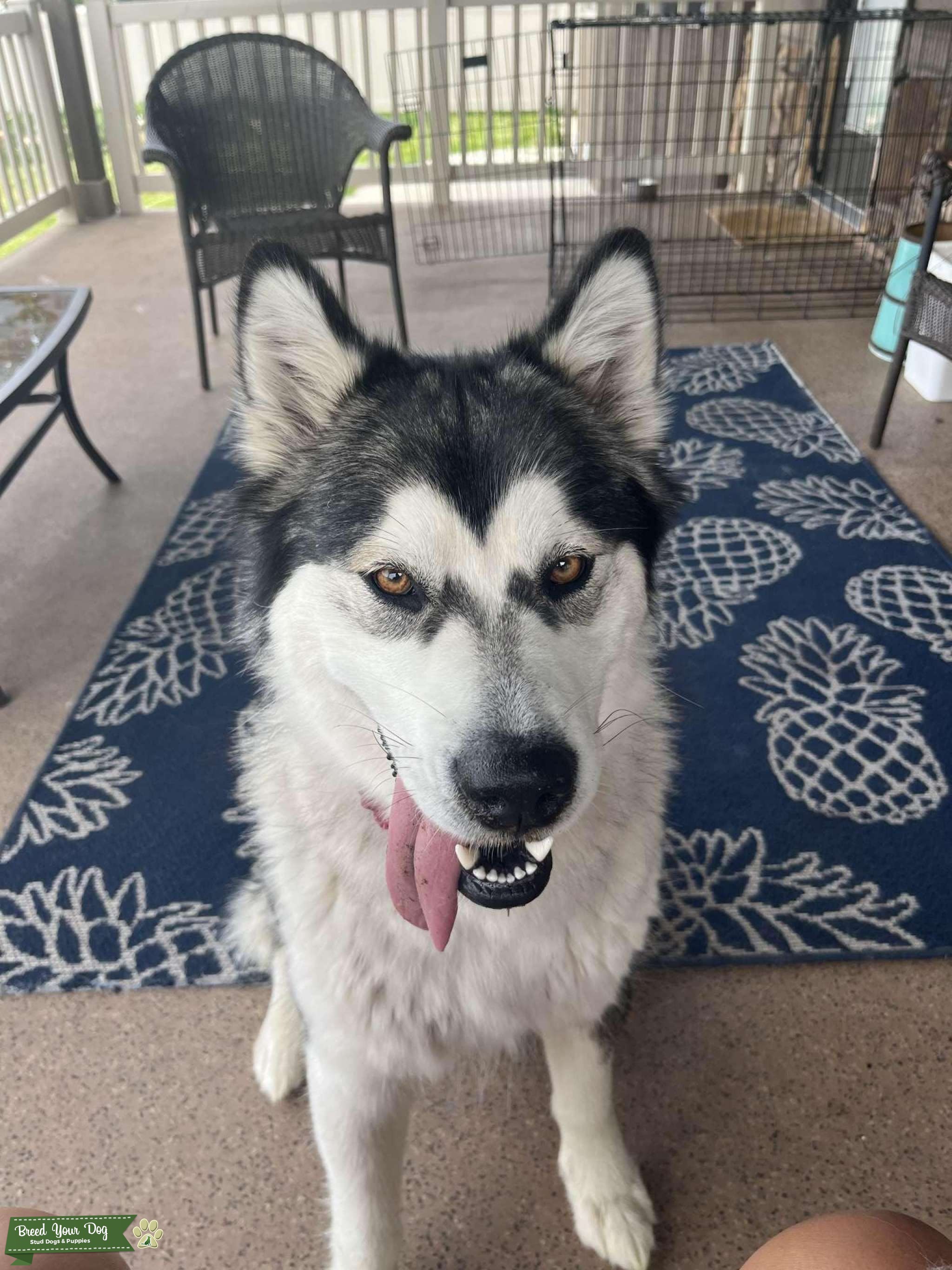 Ready to be a Mama Stud Dog in Utah, United States Breed Your Dog