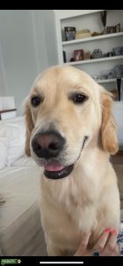 Golden Retriever AKC  Listing Image