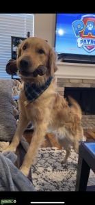 Purebred Golden Retriever Listing Image