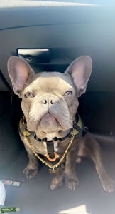 Blue French Bulldog Perfect Build Listing Image