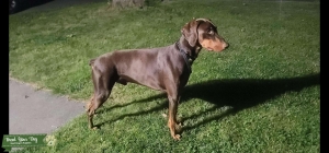Red Doberman  Listing Image