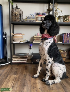 Standard parti poodle Listing Image