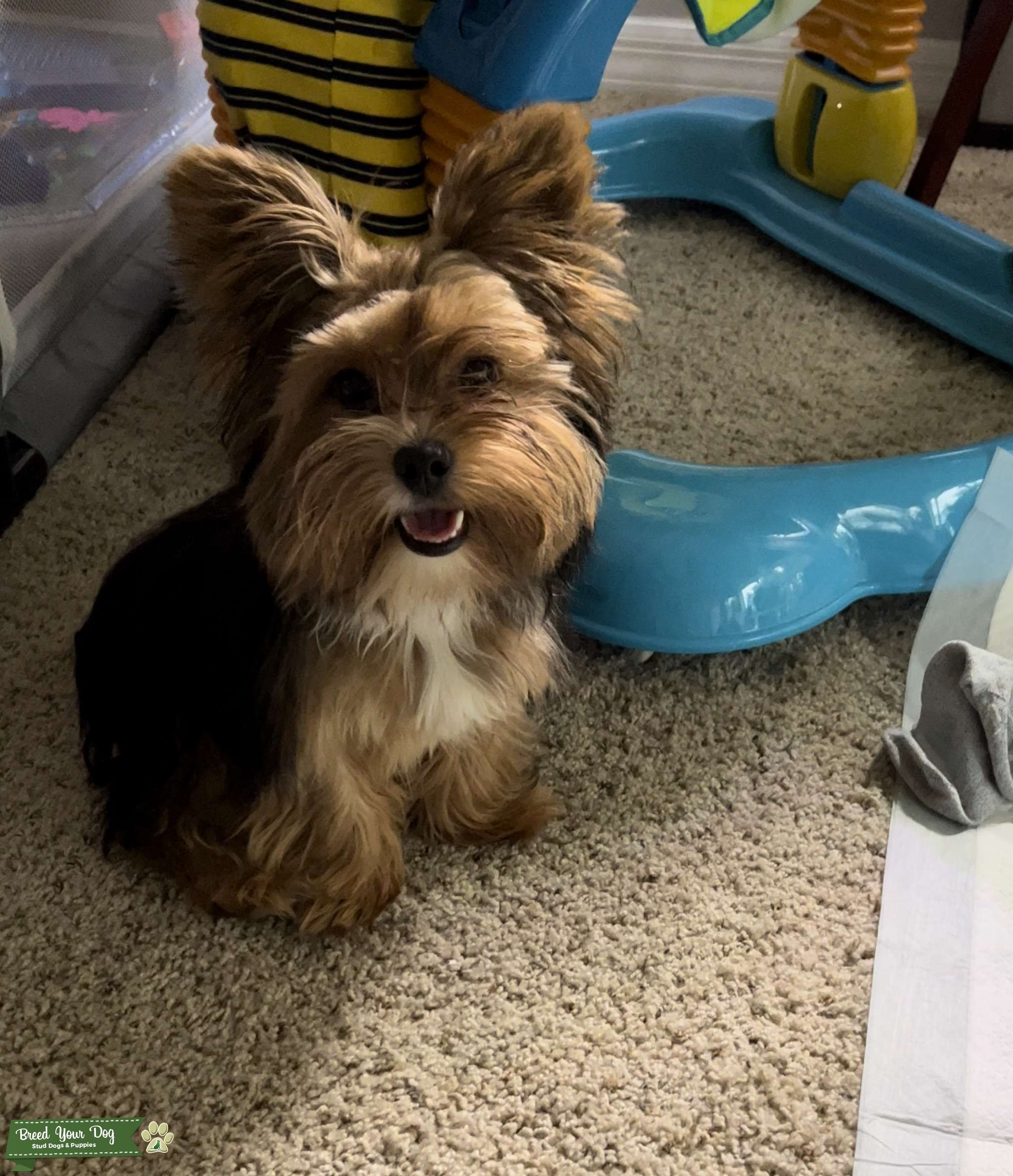 AKC MALE YORKIE Stud Dog in Naples Florida , the United States