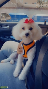 Maltipoo Listing Image