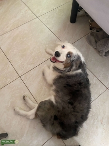 Mini Blue Merle Aussie looking for RED Tri Stud Listing Image