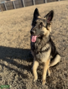 Full blooded AKC German Shepherd Listing Image