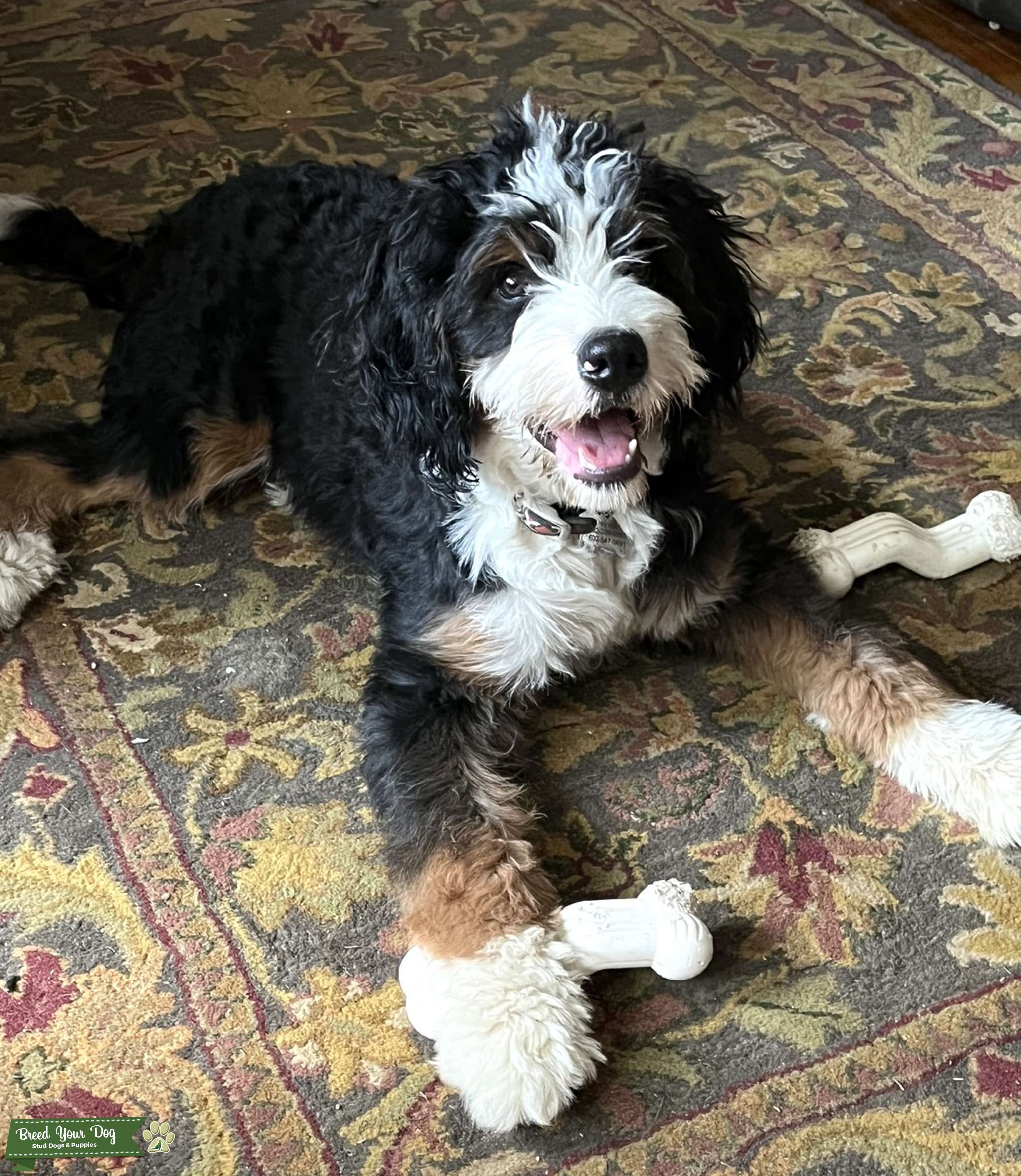 Mini Bernedoodle F1 Stud Dog NC and NH Breed Your Dog
