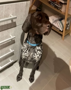 German shorthaired pointer stud Listing Image