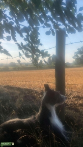 Whippet (wire haired) looking for bitch  Listing Image