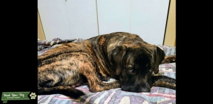 AKC English Mastiff,  Oynx Brindle Listing Image