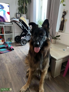 2yr old German shepherd looking for a bitch  Listing Image