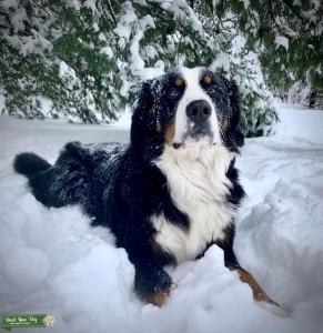 Bernese Stud  Listing Image