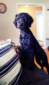 Goldendoodle Listing Image