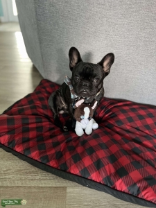 French Bulldog  Listing Image