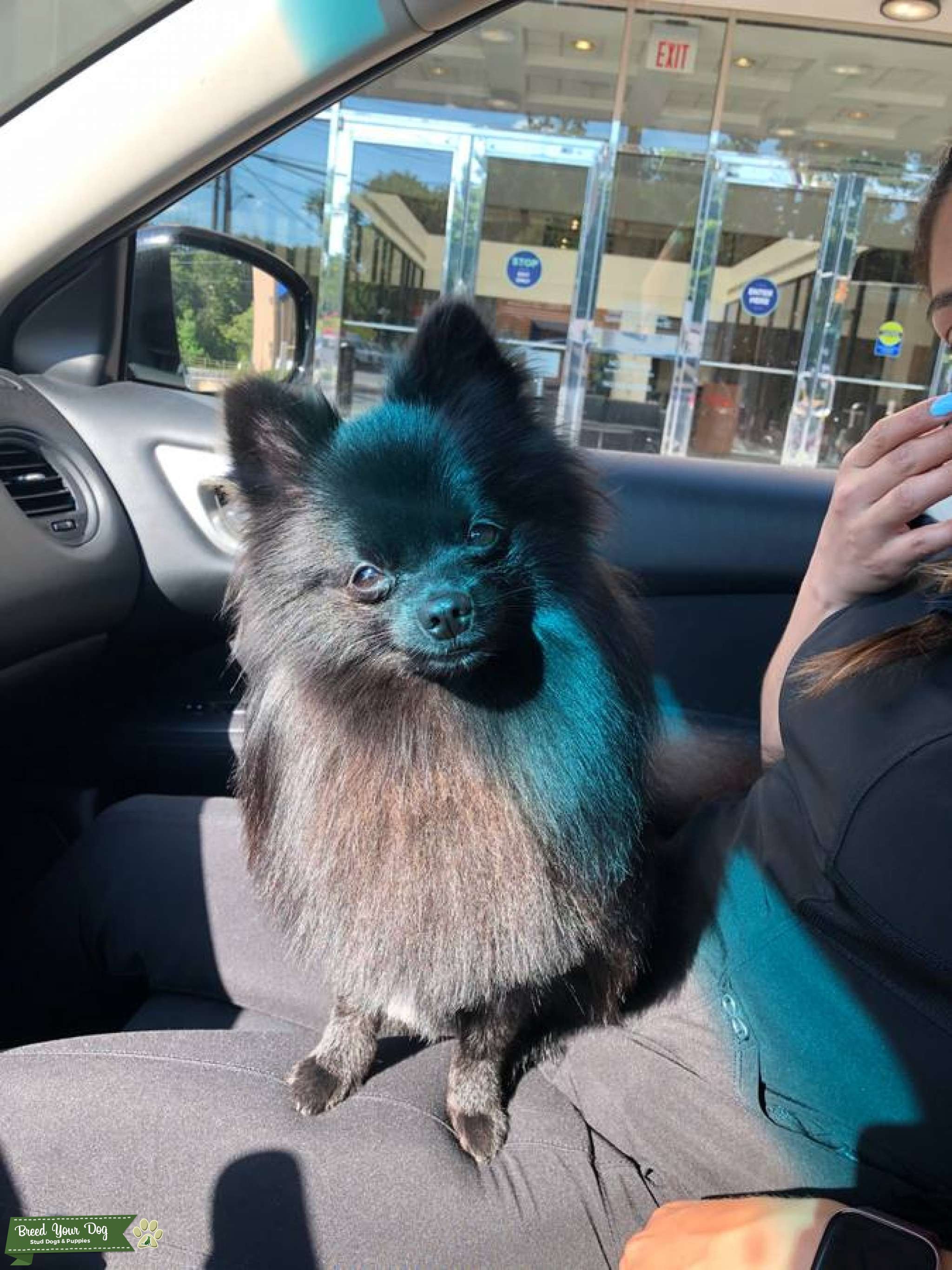 Kenji The Toy Pom Stud Dog Rockville, MD Breed Your Dog