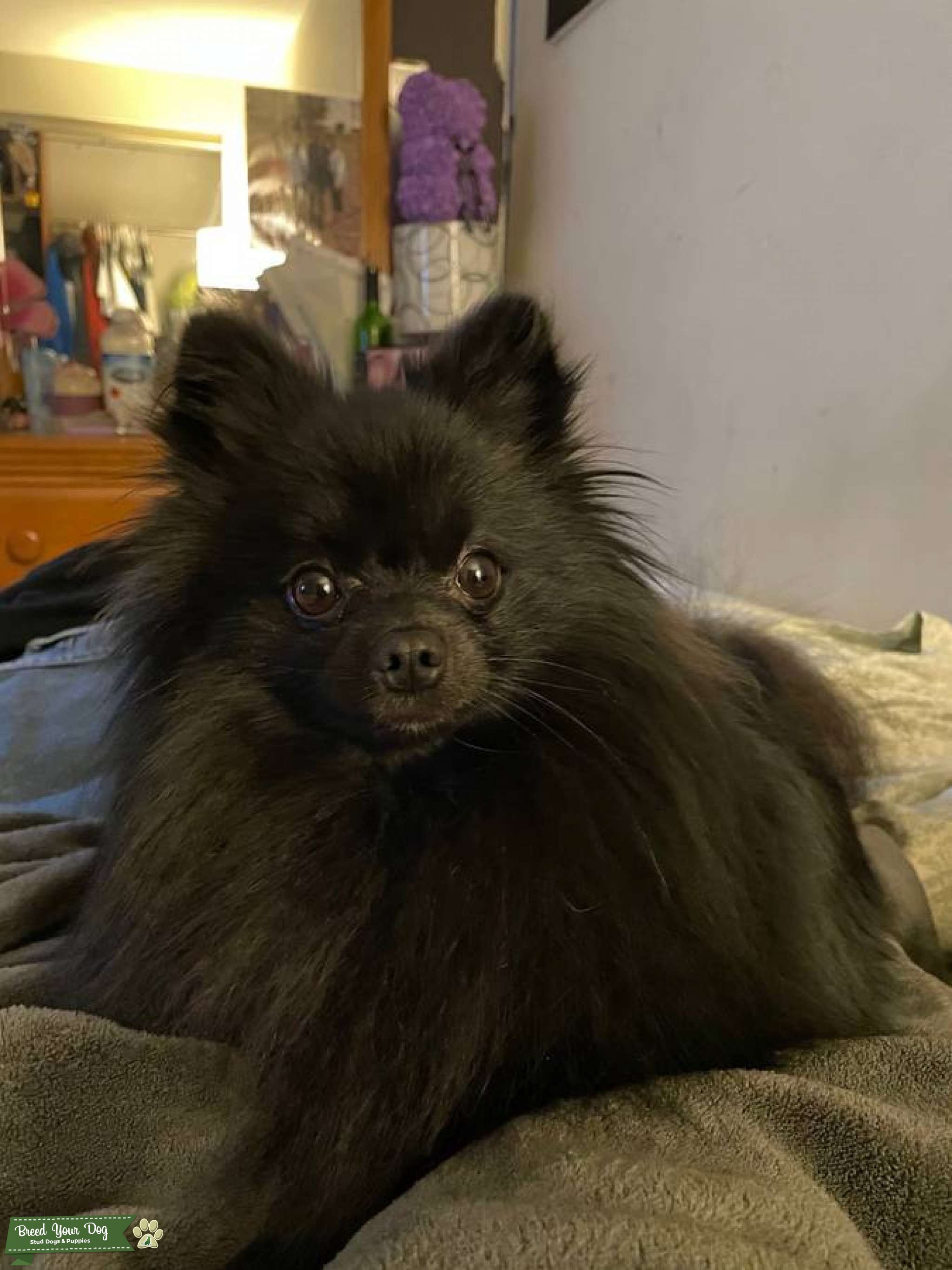 Kenji The Toy Pom Stud Dog Rockville, MD Breed Your Dog
