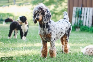 Phantom Merle Doodle Friendly Poodle Listing Image