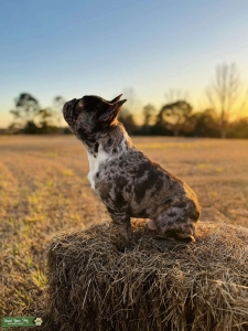 Chocolate Merle French Bulldog Listing Image