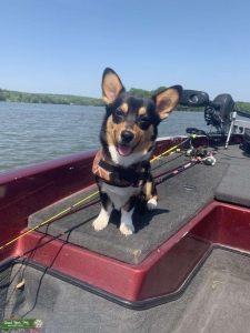 Pembroke welsh corgi Listing Image